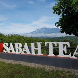 Sabah Tea Garden