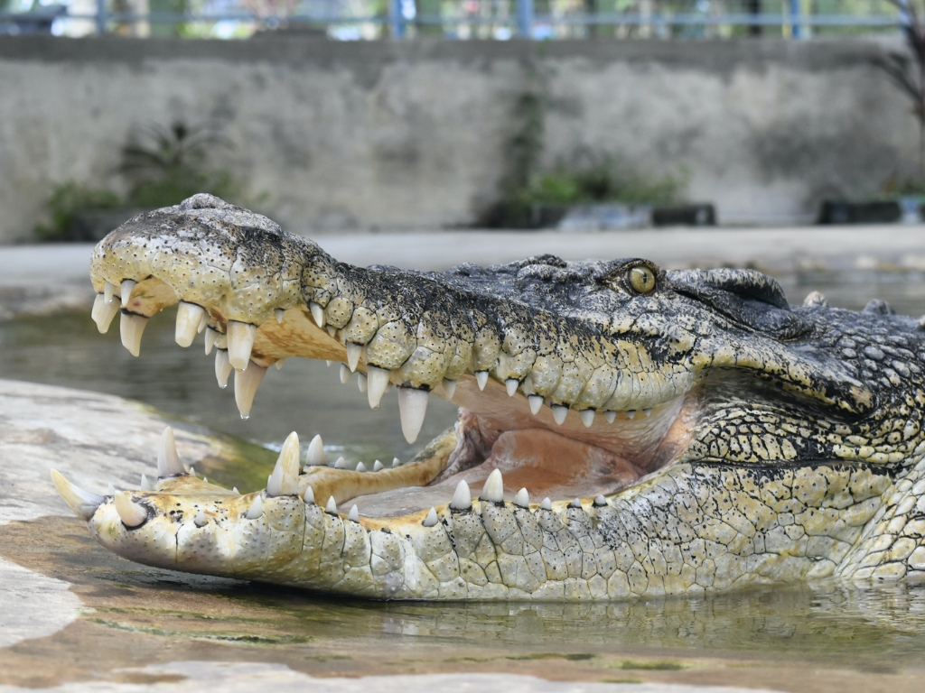 Tuaran Crocodile Farm: Mengungkap Misteri Dunia Buaya di Sabah