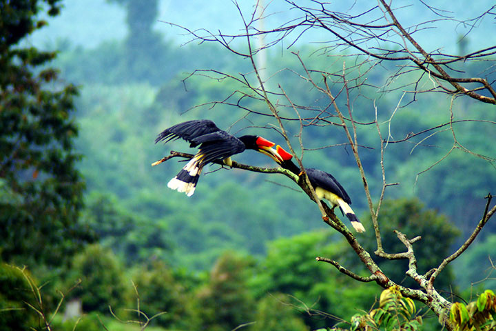 Mengembara ke Tabin Wildlife Reserve: Destinasi Impian Pencinta Alam di Sabah